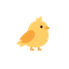 Canary